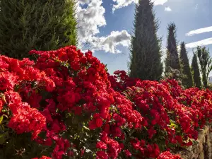 Далатский цветочный сад