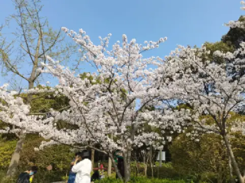 Popular Spring Outings in Zhenjiang