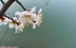 Wuhu Liulang Wetland Flower Sea