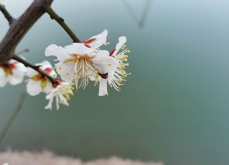 蕪湖六郎濕地花海