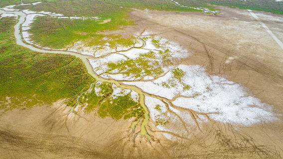 Yellow Sea Wild Deer Marshes