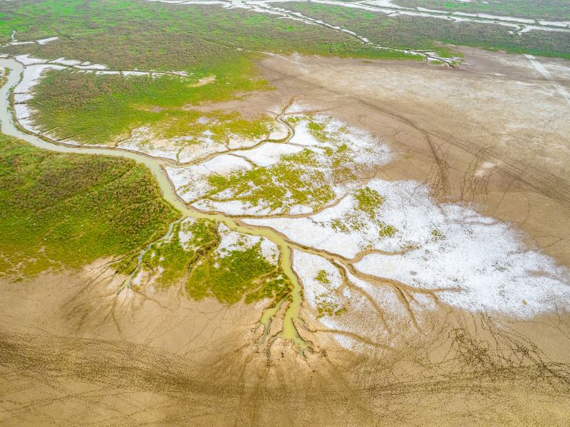 Yellow Sea Wild Deer Marshes