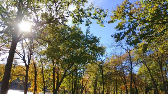 Lake of the Ozarks State Park