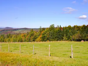 Koiwai Farm
