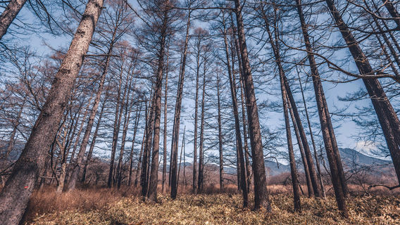 Senjōgahara Marshland