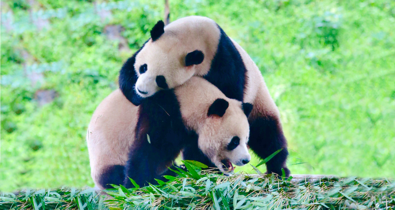 Popular Family-friendly Attractions in Luanchuan