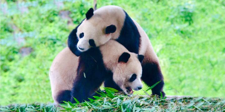Bamboo Sea Wild Animal Park