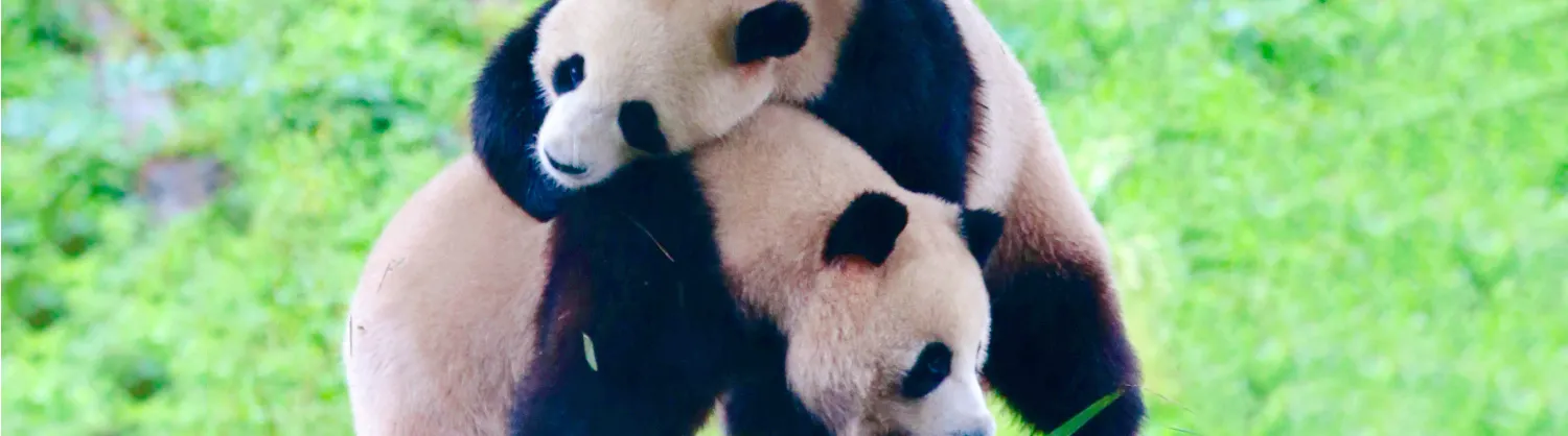 Family-Friendly Attractions