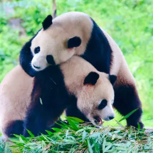 欒川竹海野生動物園