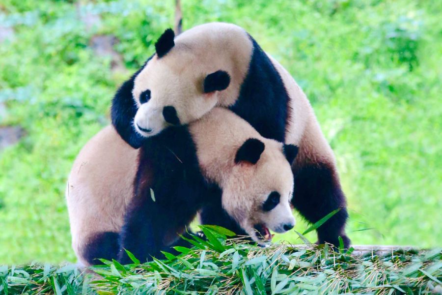 欒川竹海野生動物園