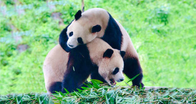 Bamboo Sea Wild Animal Park