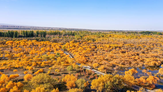 Xin Jiang Jin Hu Yang