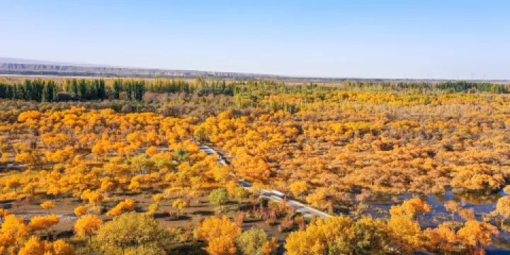 金湖楊國家森林公園
