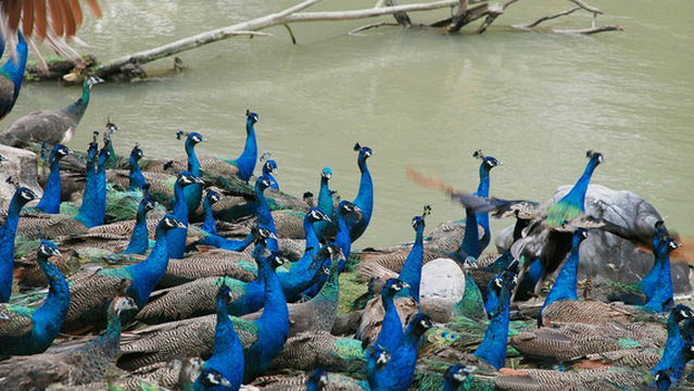 Peacock Feeding in Xishuangbanna