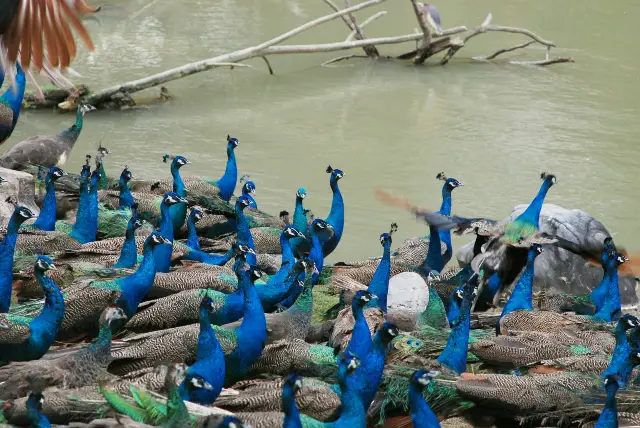 Peacock Feeding in Xishuangbanna