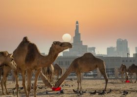 Voli Salerno Doha diretti