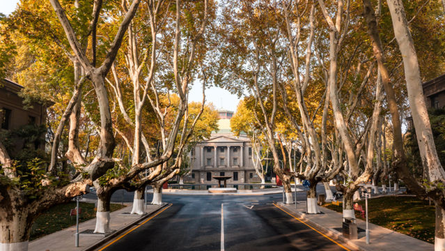 Sycamore Tree Viewing in Nanjing