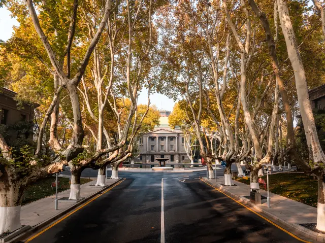 Sycamore Tree Viewing in Nanjing