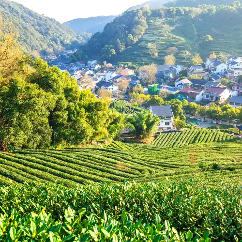Longjing Village