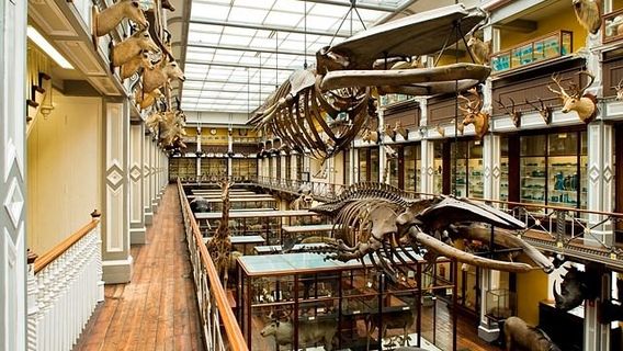 National Museum of Ireland - Natural History