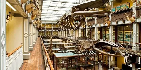 愛爾蘭國家自然歷史博物館