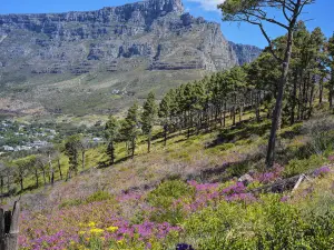 Fioriture Primaverili a Città del Capo: le opzioni più popolari