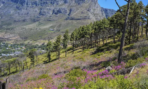 Tafelberg-Nationalpark