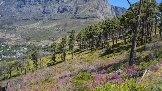 Table Mountain National Park