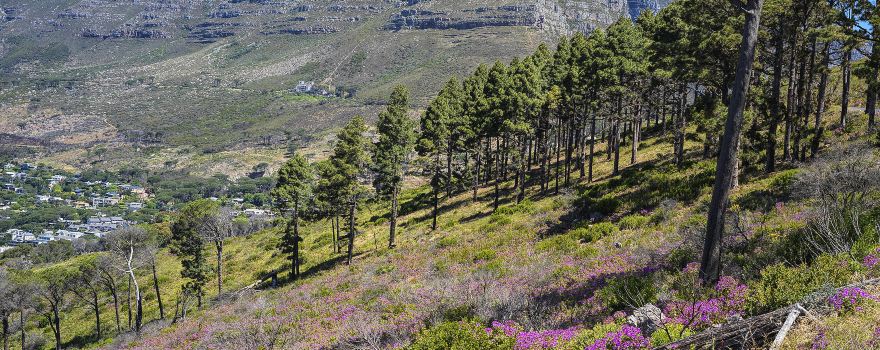 Table Mountain National Park