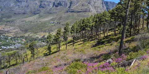 南非桌山國家公園