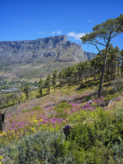 Table Mountain National Park