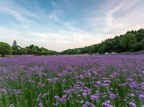 廬江の人気春旅におすすめ