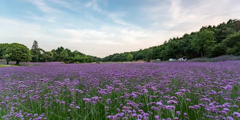 冶父山國家森林公園