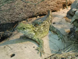 Willowbank Wildlife Reserve