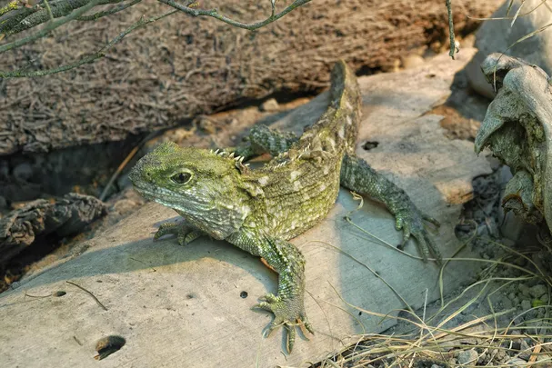 3_Willowbank Wildlife Reserve