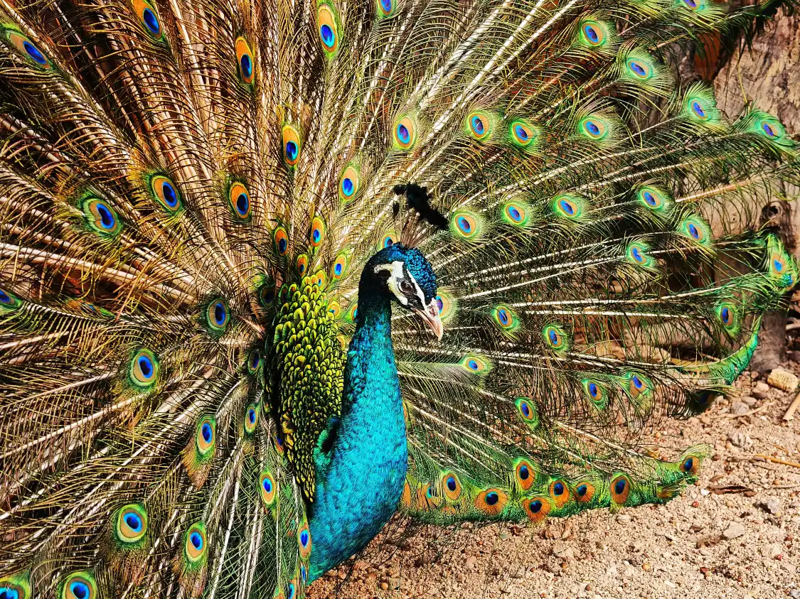 Hotels near Peacock Villa