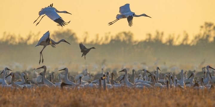 Poyang Lake National Wetland Park