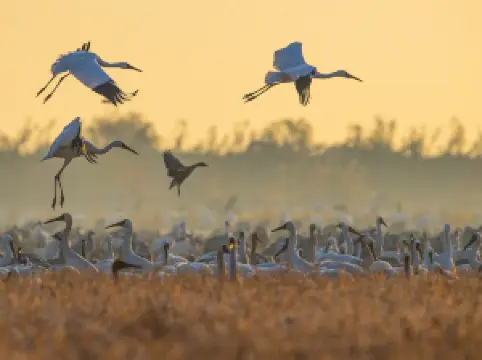 Poyang Lake National Wetland Park