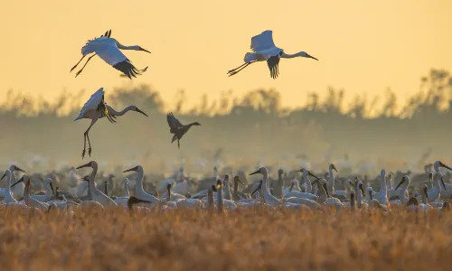부양호(푸양후) 국가습지공원