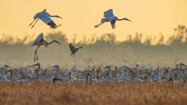 Poyang Lake National Wetland Park