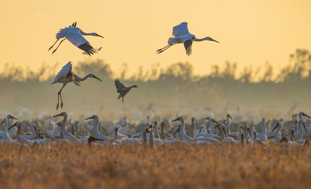 Poyang Lake National Wetland Park