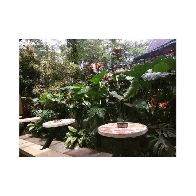 Papolo, One of the best coffee house