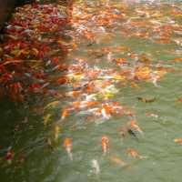 ตลาดน้ำสวนผึ้ง Veneto