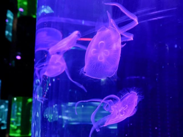 全港首個海洋探索體驗館抵荃灣