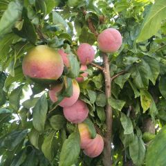 大丰收农家园 User Photo