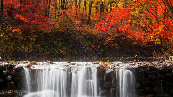 Maple Leaf Viewing in Benxi