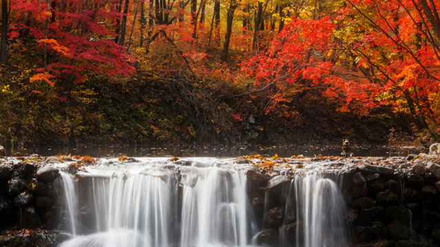 Maple Leaf Viewing in Benxi