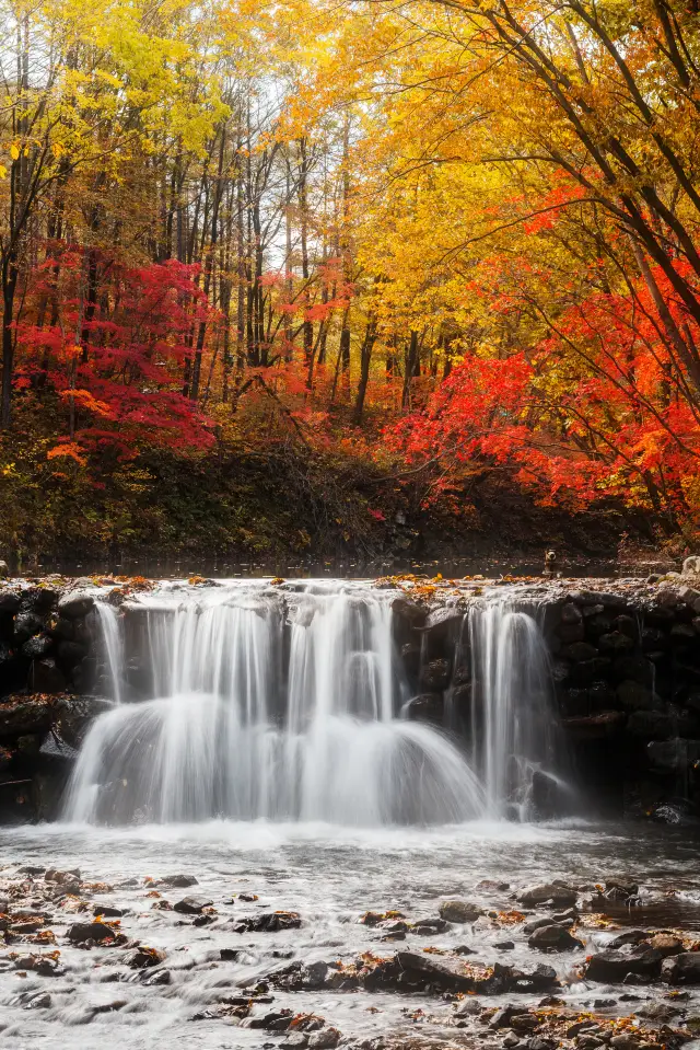 Maple Leaf Viewing in Benxi