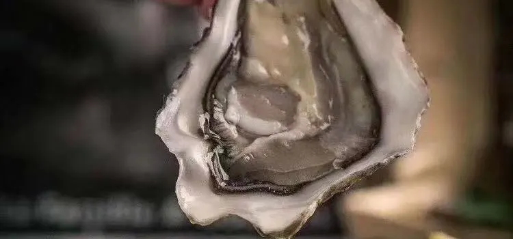 The Plump Oyster bar