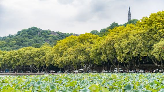 Relaxed Hangzhou Private Tour from Shanghai by Bullet Train